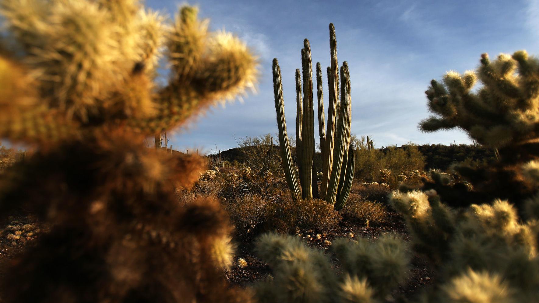 Entrance fees at Organ Pipe Cactus Monument will more than double